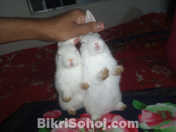 ছোট খরগোশের বাচ্চা। ঘরের পালা